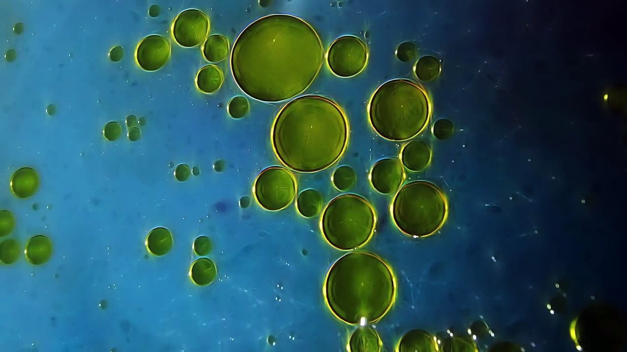 Olive Oil and Artery Function