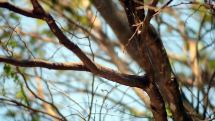 Twigs - Ultra High Definition Video HD