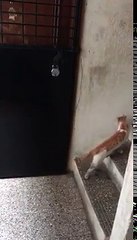 Courteous Cat Knocks Before He Enters