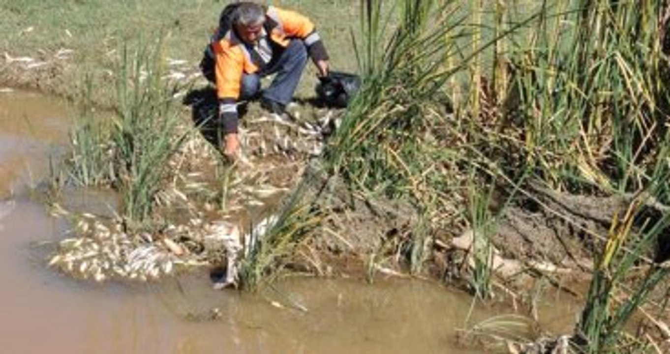 Gaziantep'teki Çayda Toplu Balık Ölümleri Görüldü! Belediye Çayı Temizledi