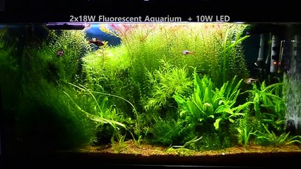2x 18W fluo vs. 10W Led - In Freshwater Tropical Aquarium