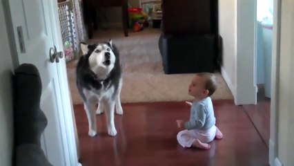 Поговори со мною друг. Смешные приколы собаки