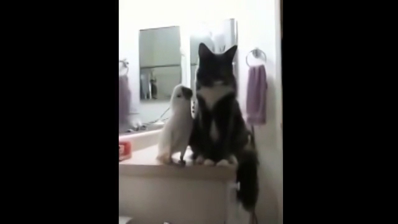 Приставучий попугай. Смешные приколы кошки попугаи