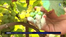 Viticulture : le temps des vendanges