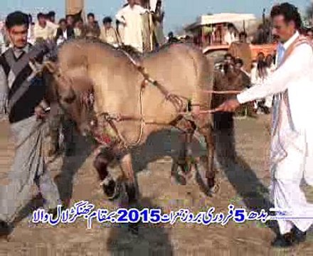 horse dance rai ali kharal daffar langar wala 2015