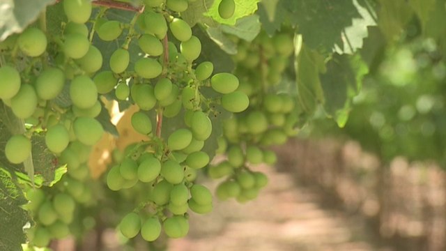 Acueducto logra crecimiento de frutas y hortalizas en pleno desierto peruano