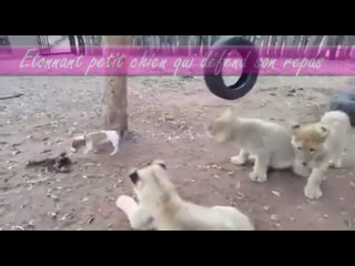 Un petit chien contre 3 lionceaux qui va gagner ?
