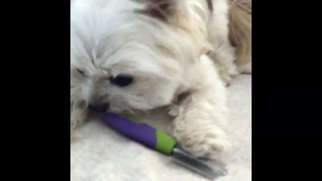 Поймали с расчесткой. Смешные приколы собаки