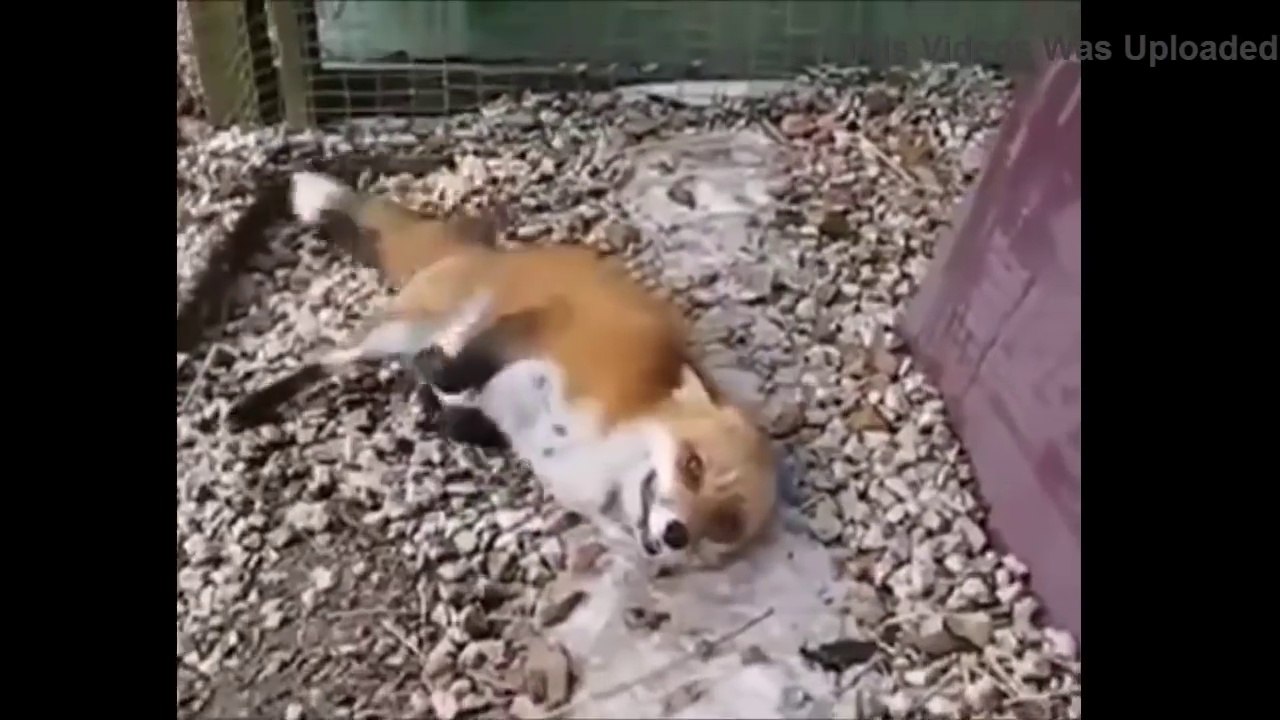 IMPOSSIBLE CHALLENGE Try Not to Laugh or Grin While Watching This #1