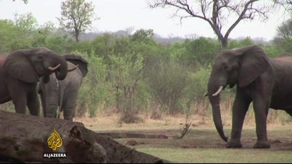 Inside Story - Are tougher rules needed to save the elephant?