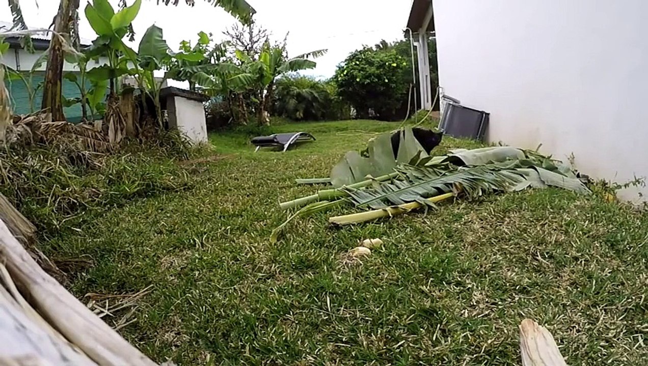 Regardez la technique de chasse incroyable de ce chat très malin!