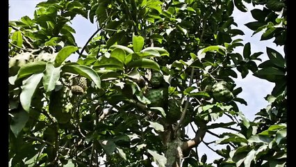 Propiedades De La Guanábana[Anticancerígeno][Caribe][Magnesio][Anti-Cancer]