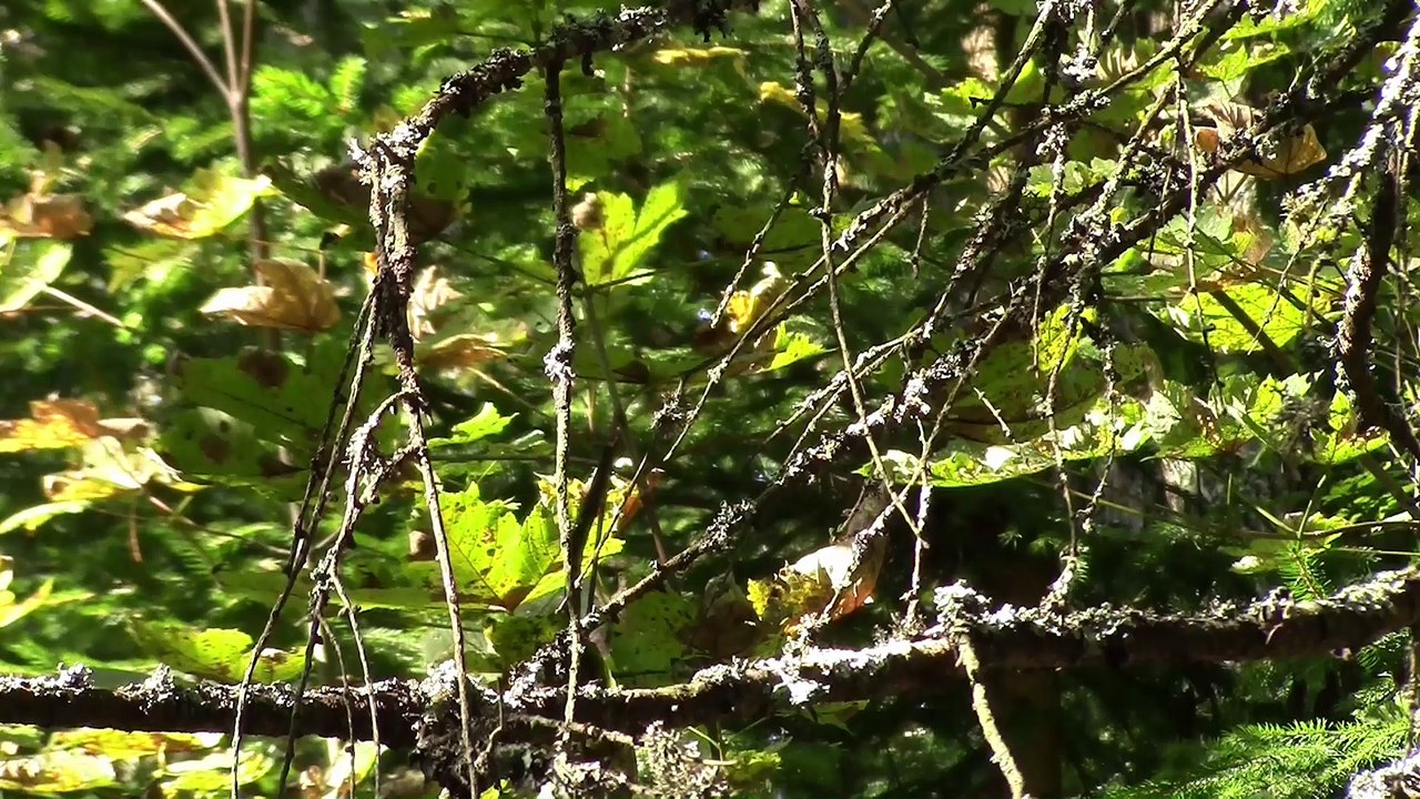 Alpenstrandbad Semmering - oder was davon noch übrig ist