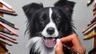 Speed Drawing of a Border Collie How to Draw Time Lapse Art Video Colored Pencil Illustration Artwork Draw Realism