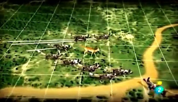 Documentales de Animales PERROS SALVAJES | Documentales Completos en Español