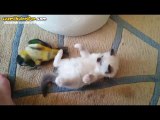 Sevimli Yavru Kedi İle Papağanın Güreşi