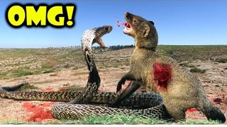 Craziest Animal Attack Snake vs Animals Most Amazing Wild Animal