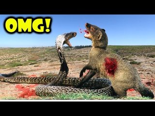 Craziest Animal Attack Snake vs Animals Most Amazing Wild Animal