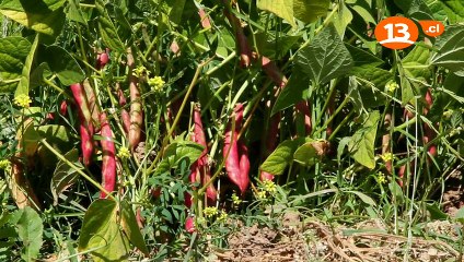 Plato Único - Cap 10 - Porotos Granados