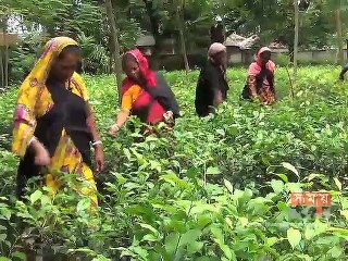 নীলফামারীতে তামাকের পরিবর্তে চা-চাষে আগ্রহী চাষিরা
