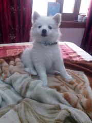 Dogs Tricks 6: Cute Little Tracy with Huge Jackie