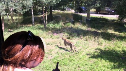 Safaripark Beekse Bergen (3)