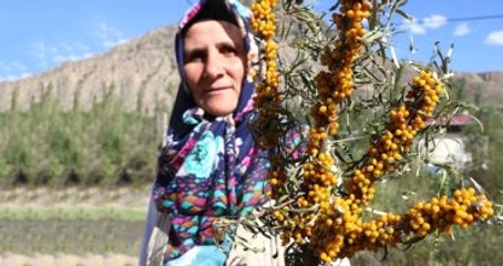 Vitamin Zengini 'Yalancı İğde'ye Kadın Eli Değdi