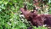 Técnicos cuestionan la versión "oficial" de las necropsias de osos muertos