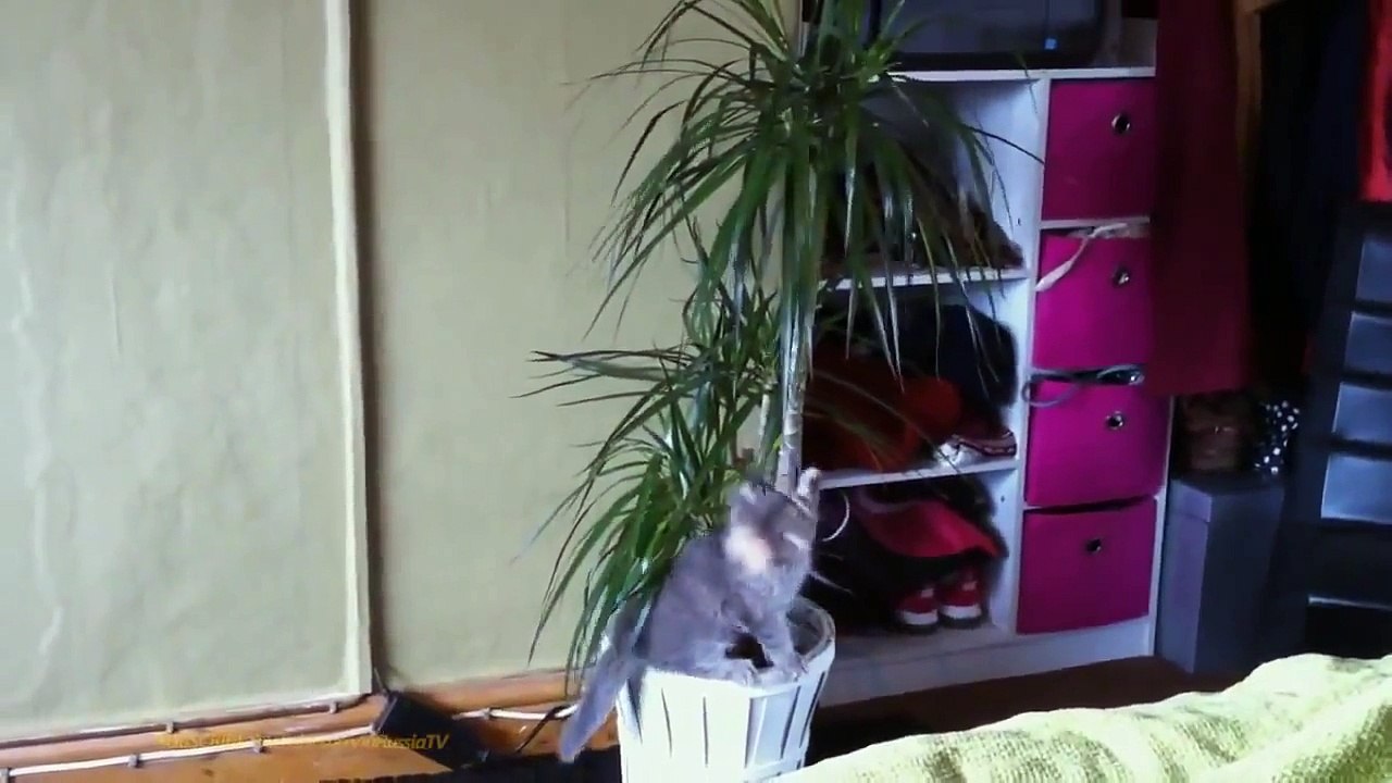 FUNNY VIDEOS Funny Cats Funny Cat Videos Funny Animals Cute Pets Try Not To Laugh