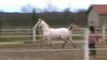 Magnifique cheval espagnol en liberté