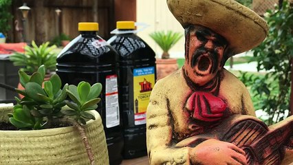 iPhone 7 Plus Portrait Mode Hands-On Preview!