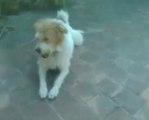 Dogs Tricks 10 White Father Black Son Fighting Playfully