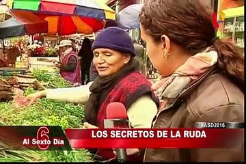 Los secretos de la ruda: el talismán de la buena fortuna