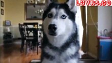 Real Funny Talking Animals