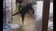 BEST FUNNY Cats Fails - Viral