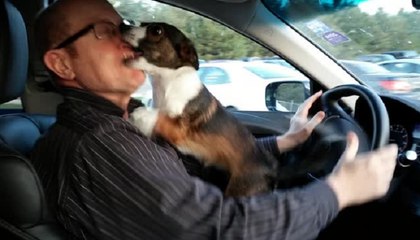 Puppy realizes he's at dog park, goes absolutely bonkers