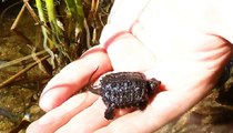 Tiny baby snapping turtle assisted on journey to safety