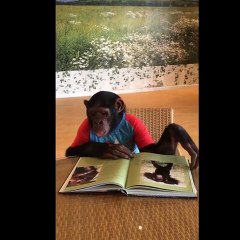 Young chimpanzee learns about wildlife through images