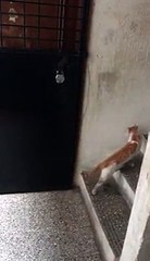 Un chat civilisé et doté de savoir vivre frappe à la porte pour se manifester