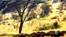 Leones Cazando | Vida Salvaje Documental en Español | National Geographic