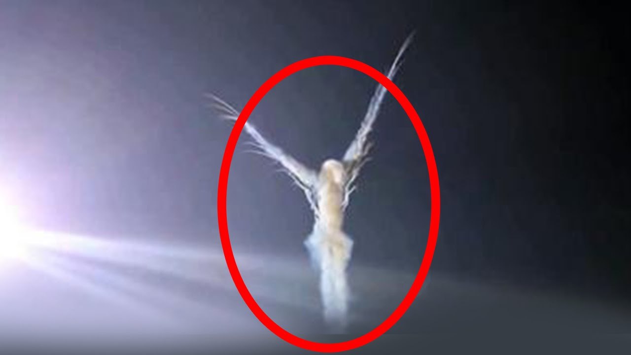 5 Angels Caught On Camera Flying & Spotted In Real Life! - Talefeed.com