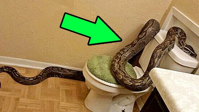 5 СУЩЕСТВ, КОТОРЫХ ВЫ МОЖЕТЕ НАЙТИ В СВОЕМ ТУАЛЕТЕ