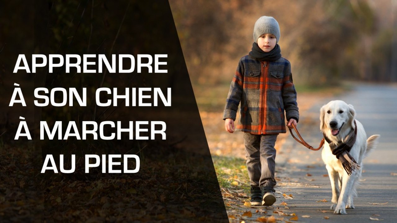Comment apprendre à son chien à marcher au pied ?