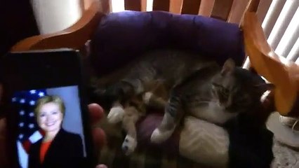 USA : ce chat déteste Donald Trump, et ça se voit !