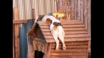 После ночной смены. Смешные приколы собаки