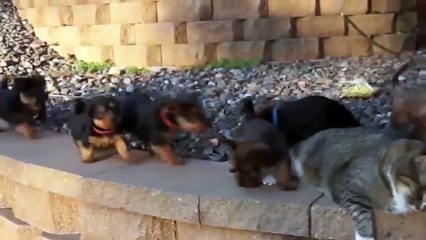 Сама невозмутимость. Смешные приколы кошки собаки