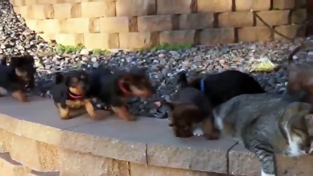 Сама невозмутимость. Смешные приколы кошки собаки