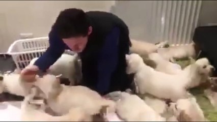 Почувствуй себя собачьей мамой. Смешные приколы собаки