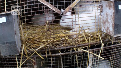 Enquête - Stop à la torture de pauvres lapins angoras qui hurlent de douleur.